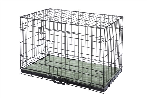 Confidence pet dog - dog, 2